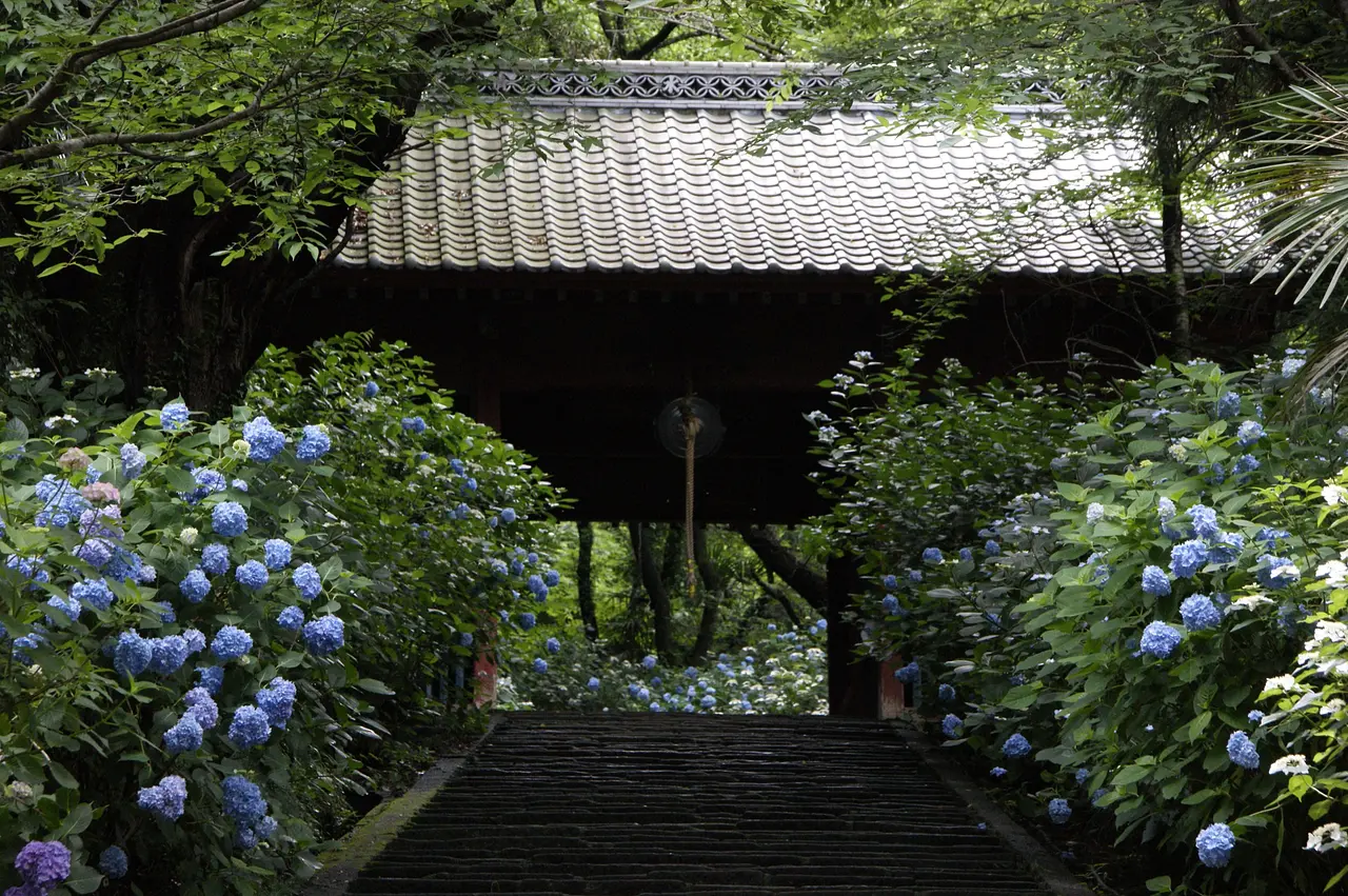 清水寺　あじさい（高崎市）