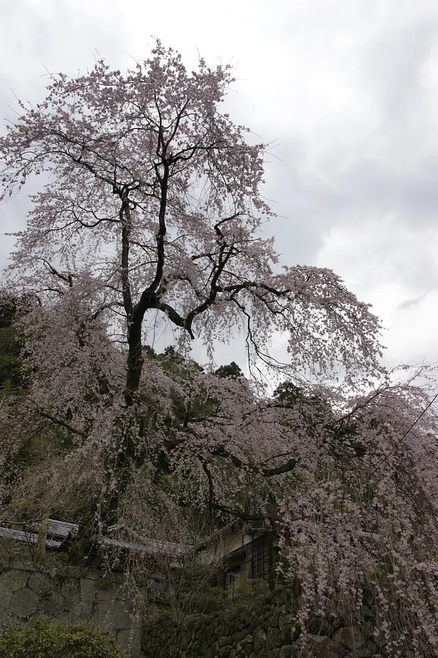 全透院のしだれ桜（高崎市）