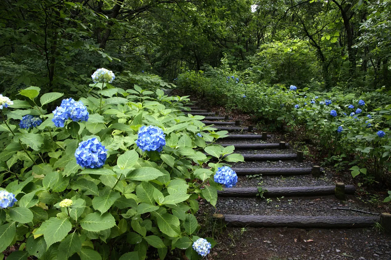 牛伏山自然公園　あじさい（高崎市）