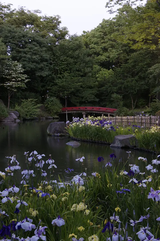 浜川運動公園　花菖蒲（高崎市）