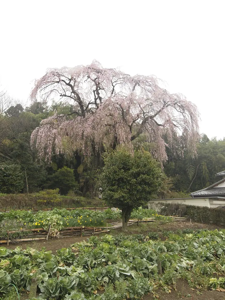 柏山のしだれ桜（桐生市）