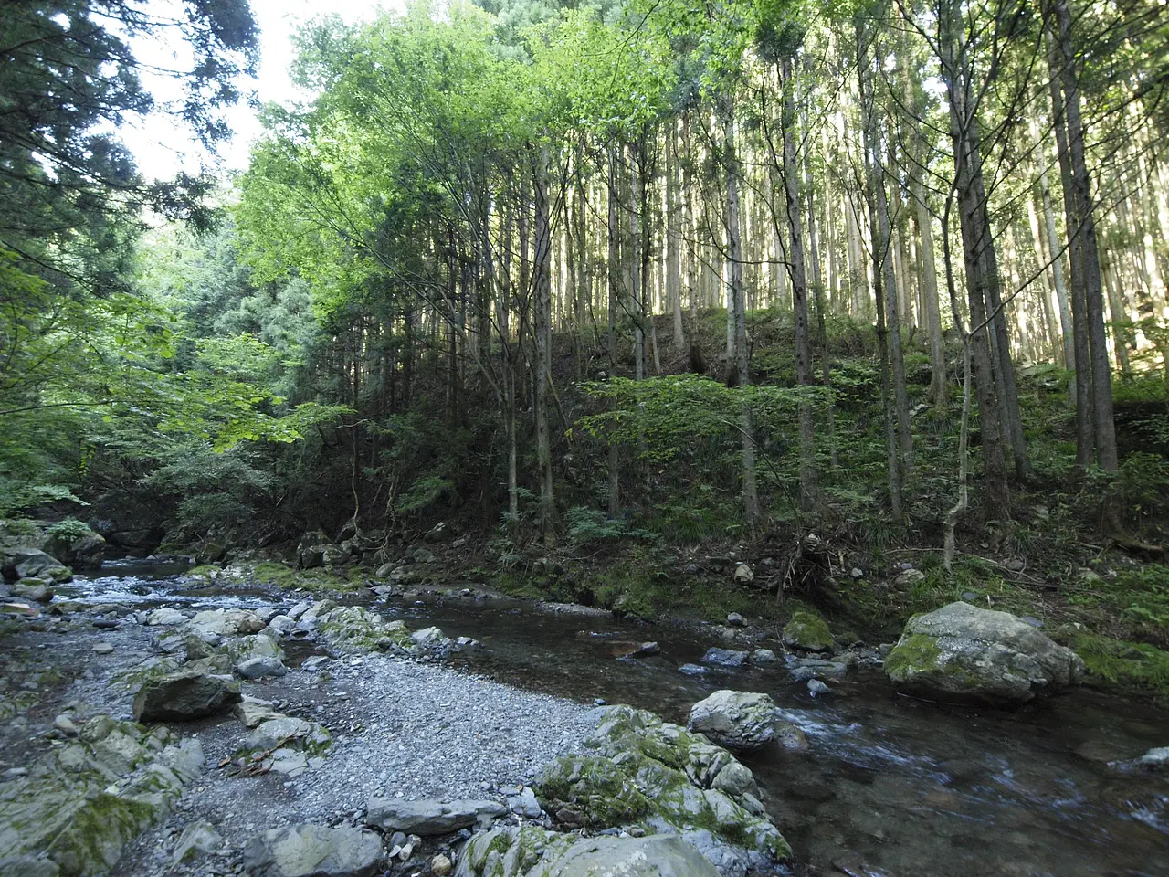 桐生川源流林（桐生市）