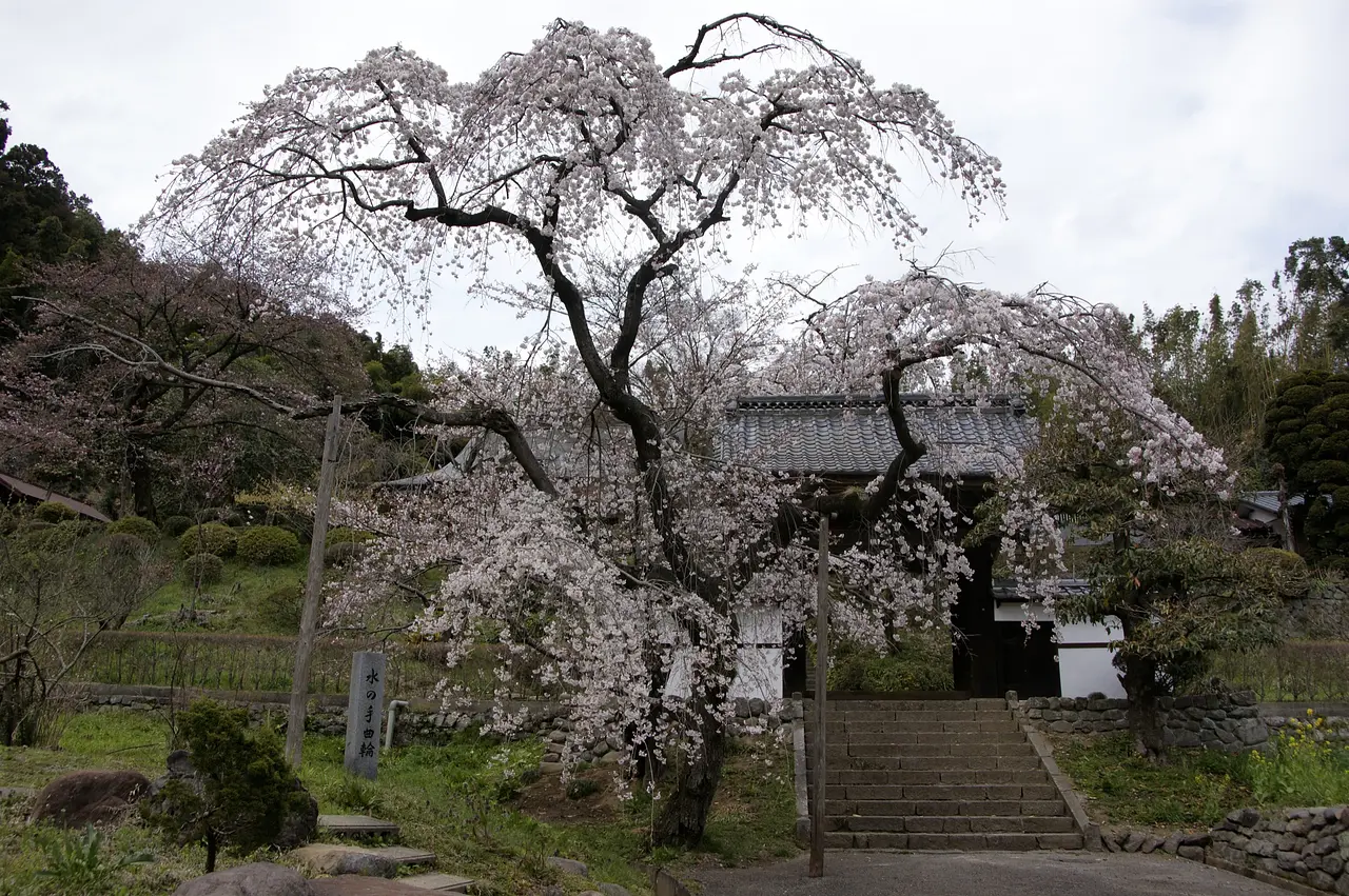 法峰寺のしだれ桜（高崎市）