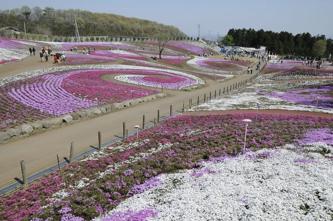 みさと芝桜公園（高崎市）