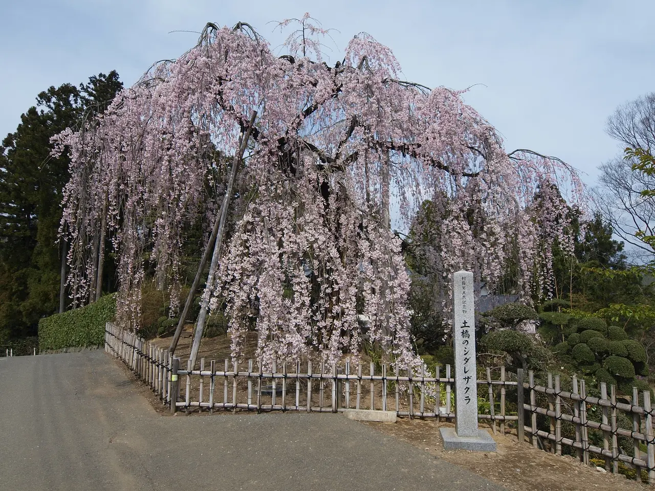 土橋のおかめ桜（桐生市）