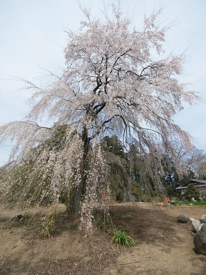 藤生沢のお角桜（1）（桐生市）