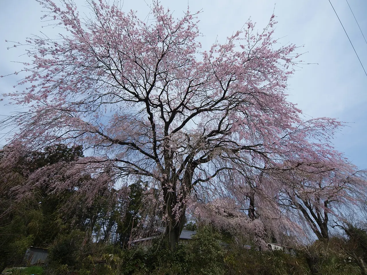 藤生沢のお角桜（2）（桐生市）