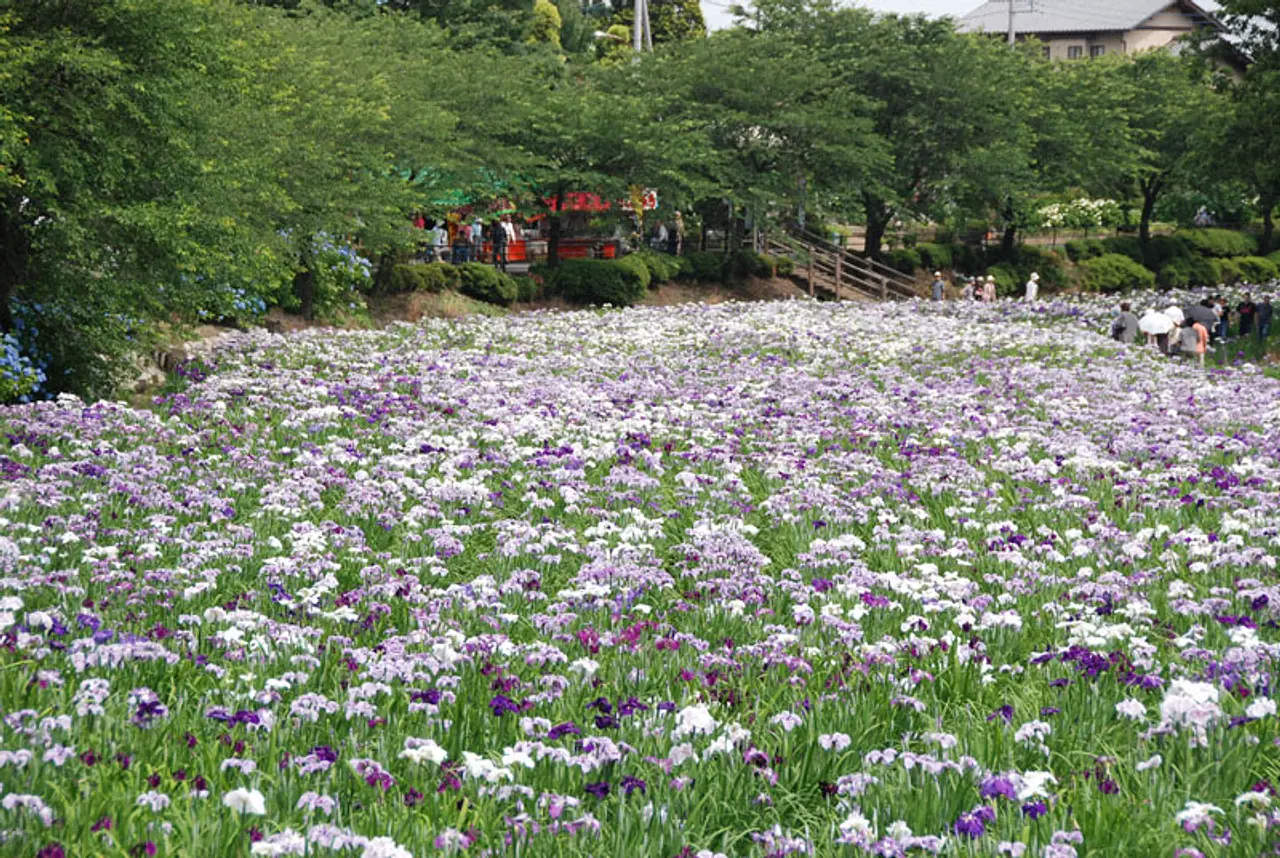 赤堀花しょうぶ園（1）（伊勢崎市）