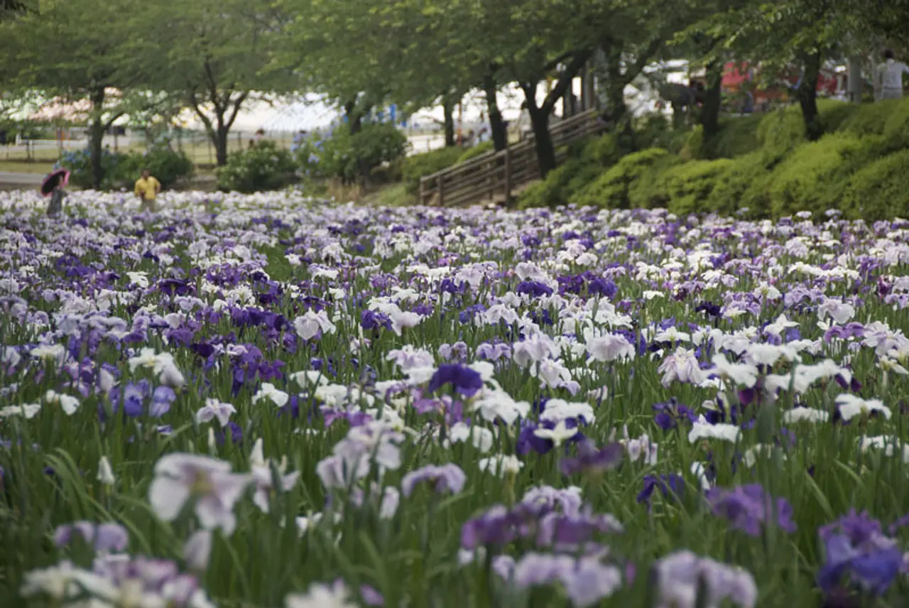 赤堀花しょうぶ園（2）（伊勢崎市）