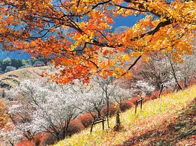 藤岡市が誇る花の名所「ふじの咲く丘」と「桜山公園」