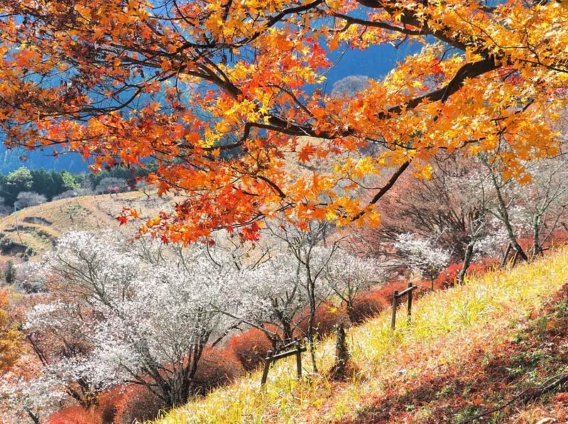 秋の桜山公園