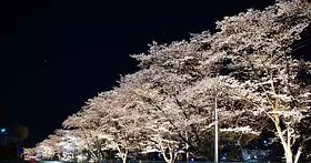 吾妻河川敷の三原桜並木