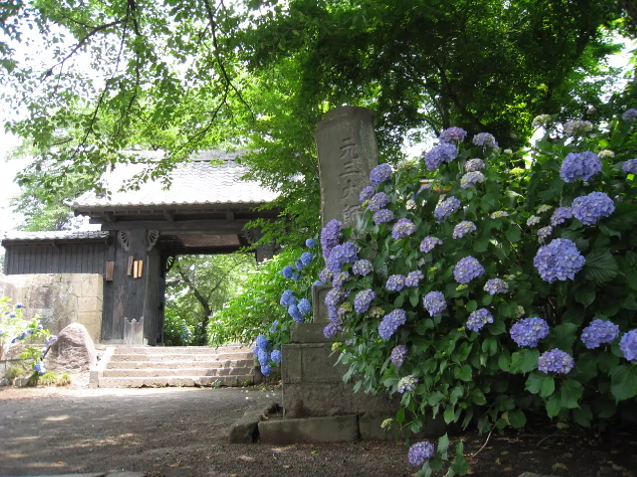 真光寺のあじさい（渋川市）