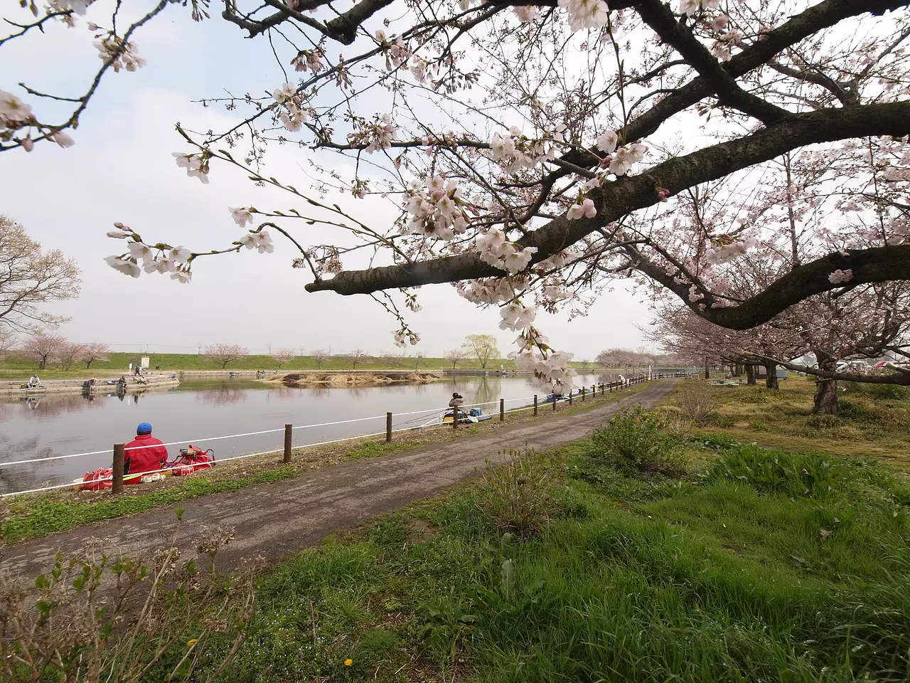 群馬の水郷公園　桜（板倉町）