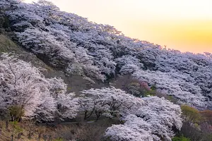 写真好きの私がオススメする「花の山」桜山公園の魅力