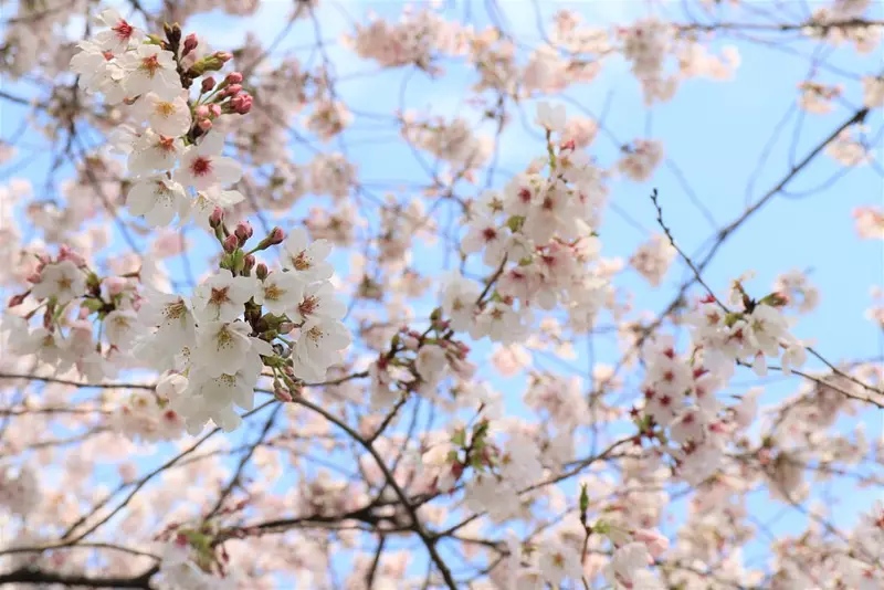 1桜の花-1024x683.jpg