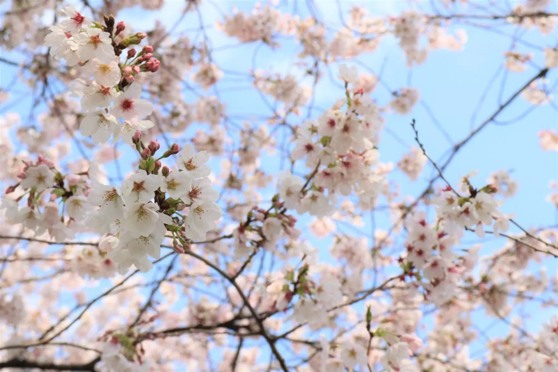 1桜の花-1024x683.jpg