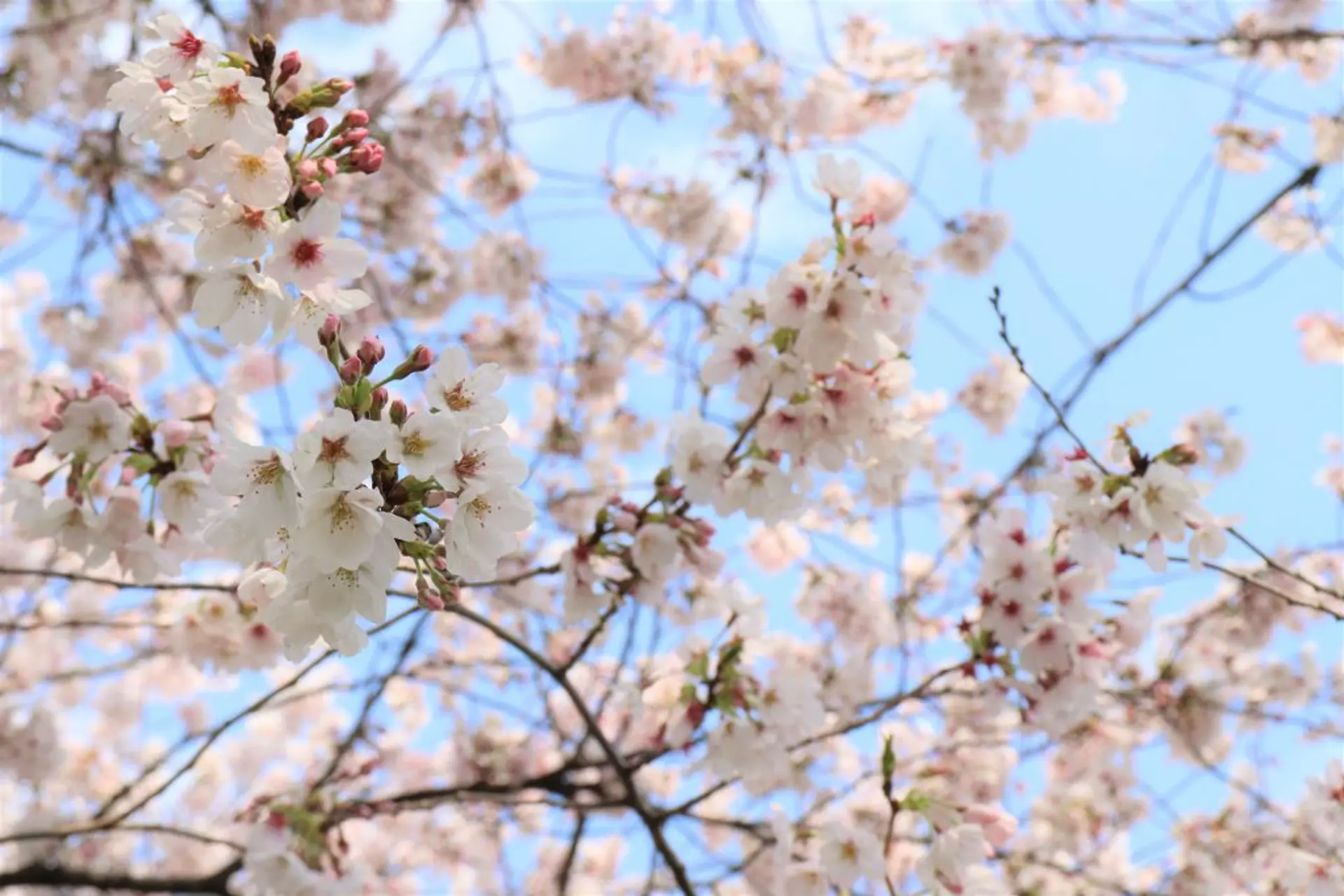 桜並木と雷様のパワースポットを巡る ー春の群馬のんびり旅ー | 特集