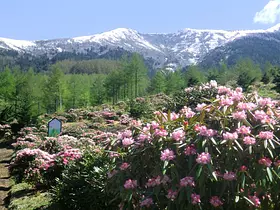 初夏の高原をゆく ー愛妻の地・嬬恋村で天空の花畑を楽しもうー