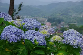 下仁田あじさい園