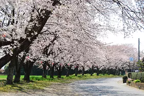 中島桜並木