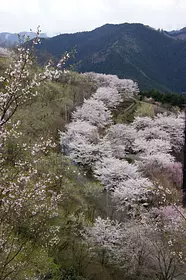 桜山森林公園