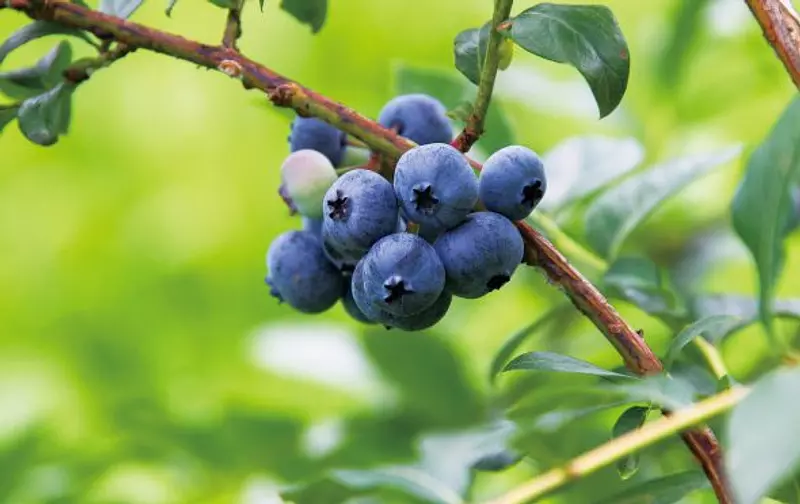 blueberry.jpeg
