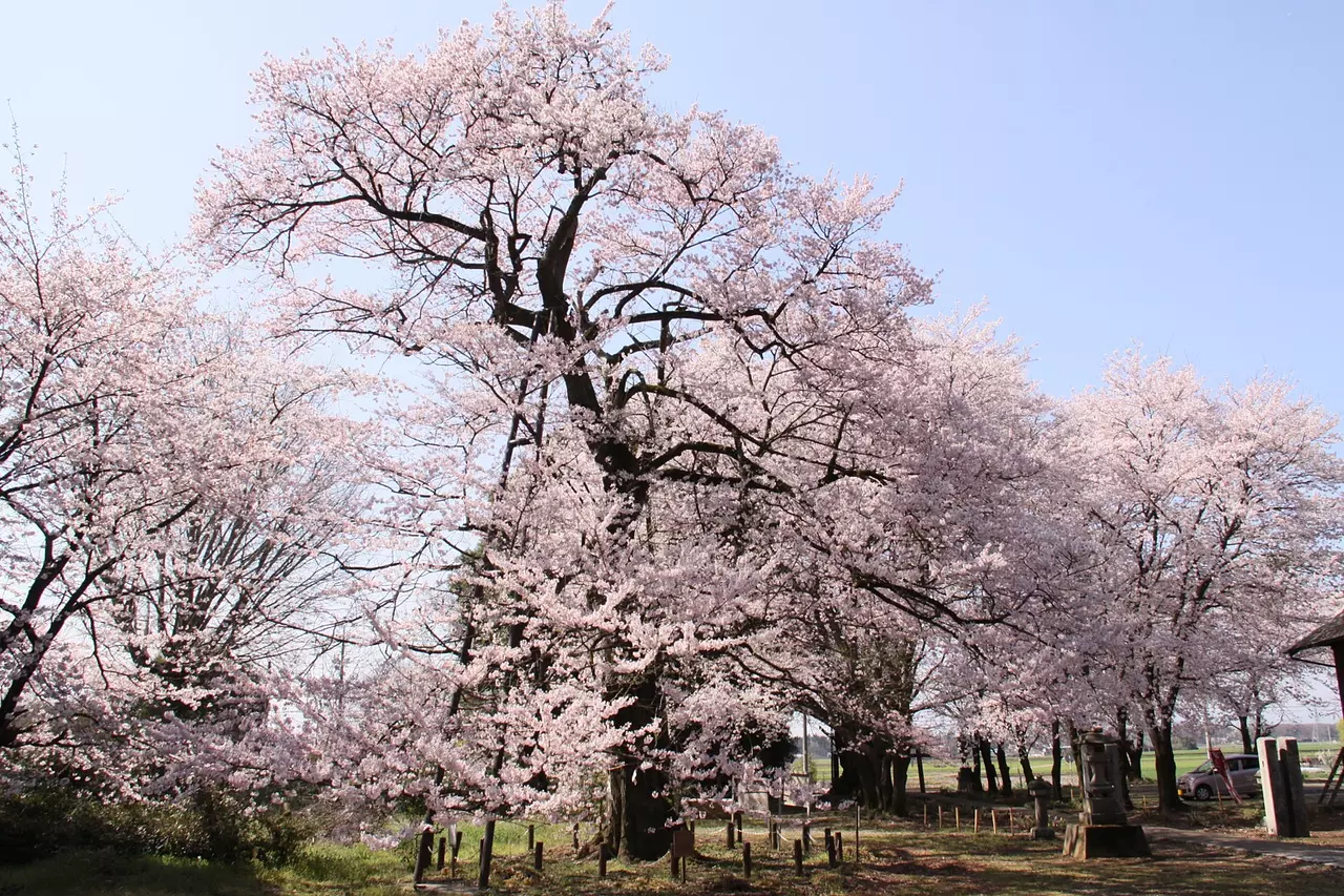 長柄神社の桜「エドヒガン」（邑楽町）