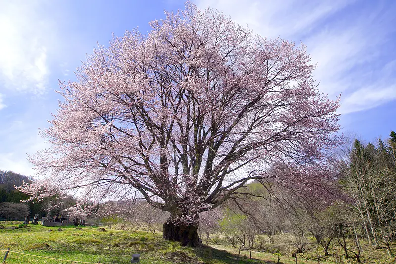 針山の天王桜（片品村）
