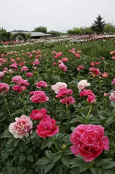 富岡しゃくやく園