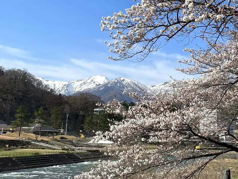 諏訪峡の桜（みなかみ町）
