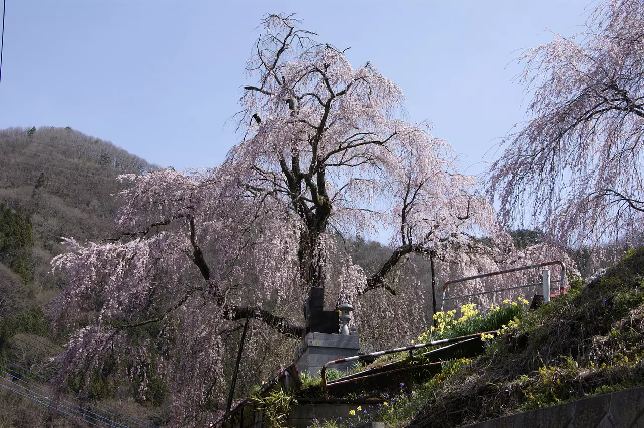 中止寺のしだれ桜（上野村）